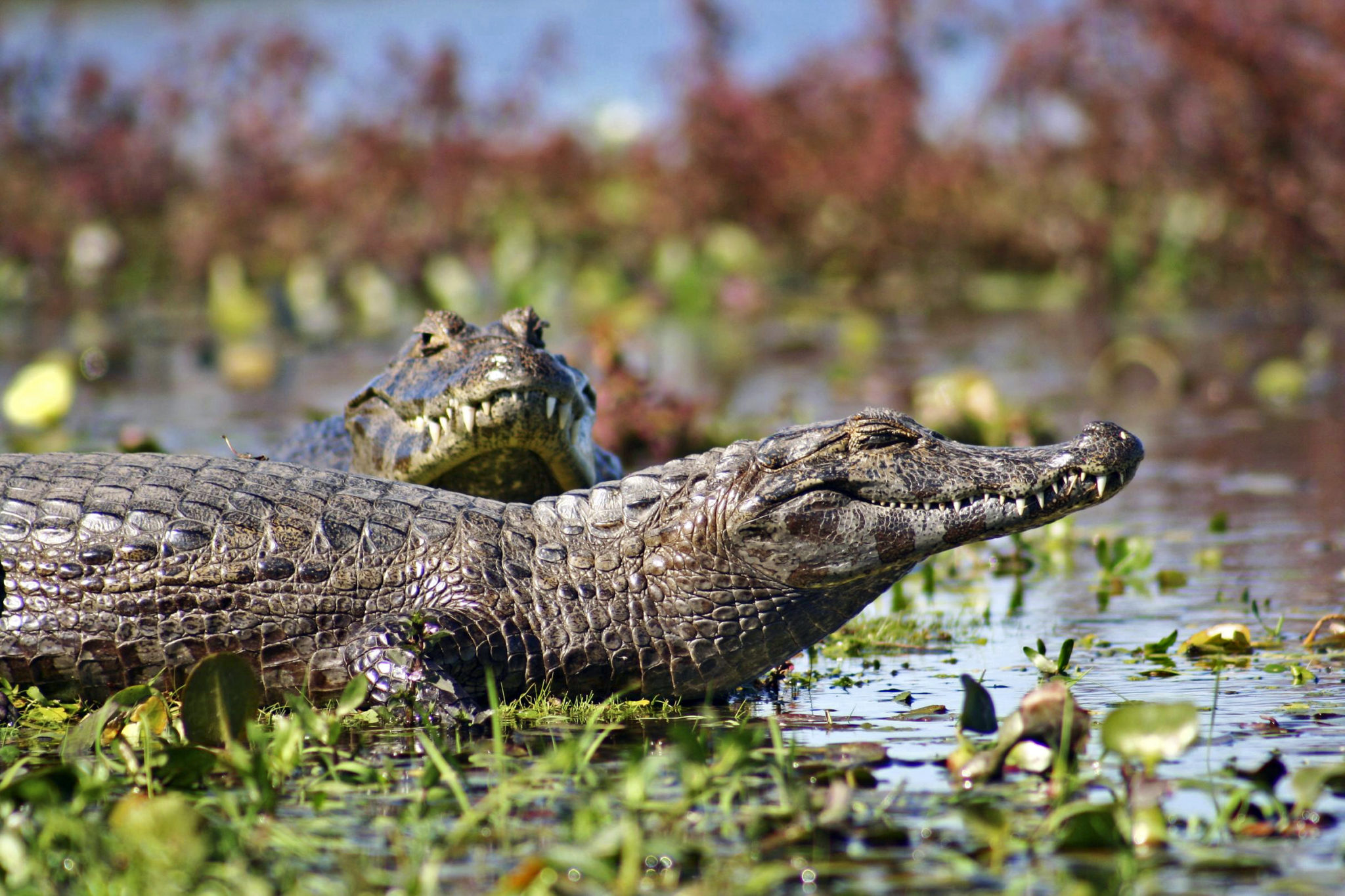 Krokodile im Iberá-Sumpfgebiet im Nordosten Argentiniens