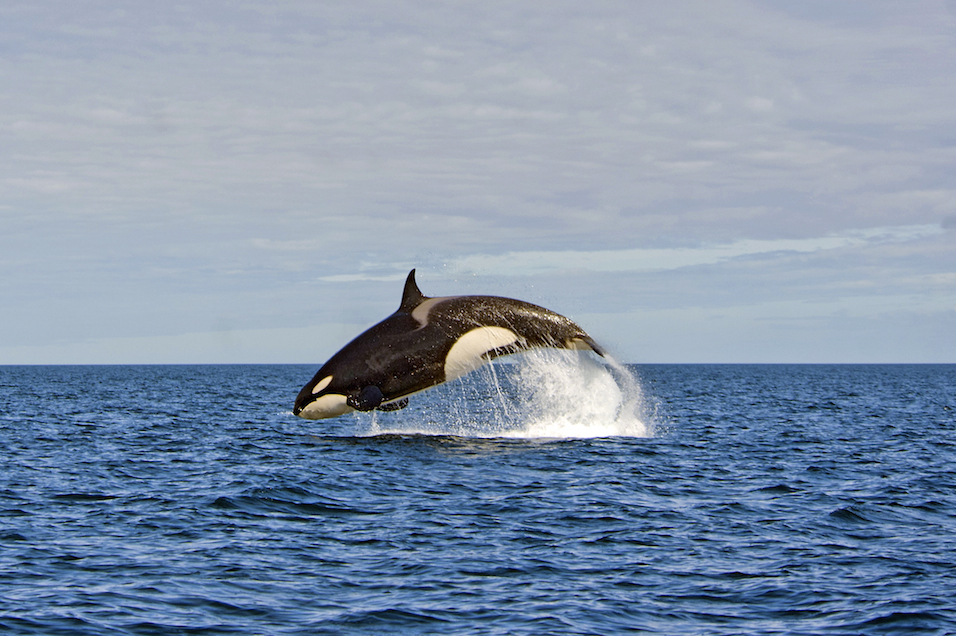 Orca-Sprung in Argentinien