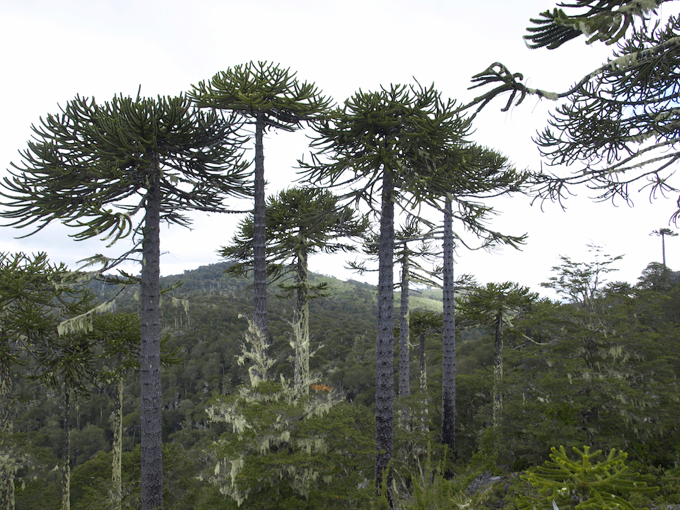 Pehuén-Wald in Argentinien