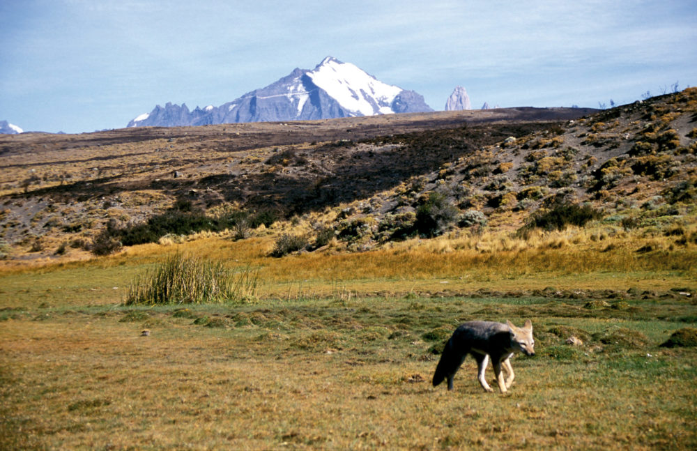 Schakal in patagonischer Landschaft in Argentinien
